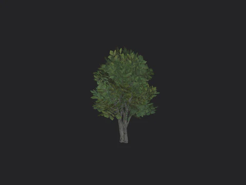 Albero 005 Modello 3D