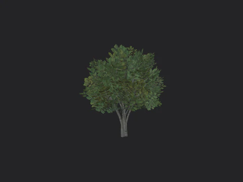 Albero 005 Modello 3D