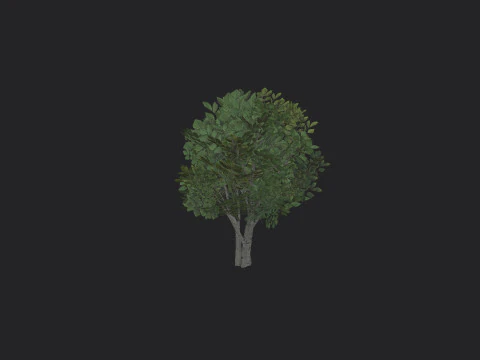 Albero 005 Modello 3D