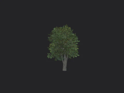 Albero 005 Modello 3D