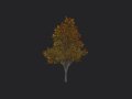 Tree 006 3D Model