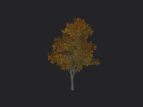 Tree 006 3D Model