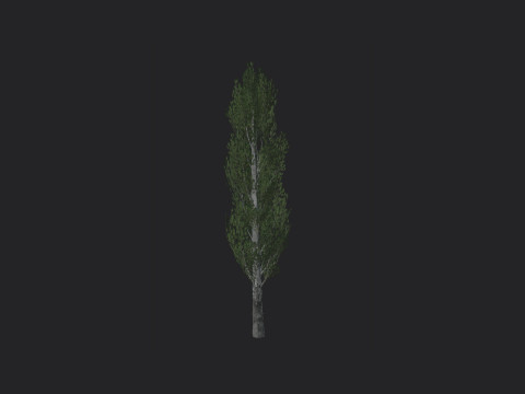 Tree 007 Model 3D