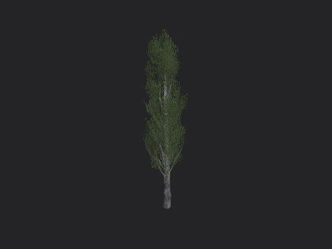 Albero 007 Modello 3D