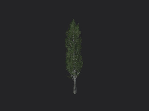 Tree 007 3D 모델