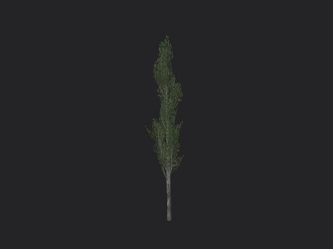 Tree 008 3D Model