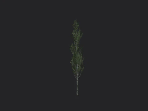 Tree 008 3D Model