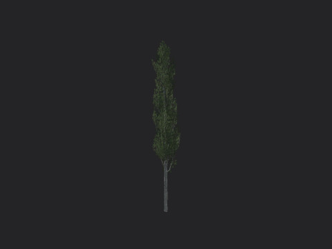 Tree 009 Model 3D