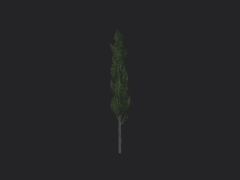 Tree 009 3D Model