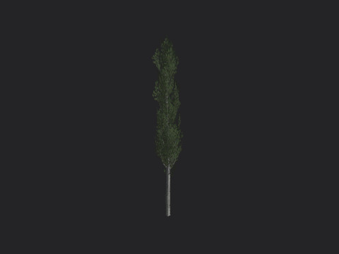 Tree 009 Model 3D