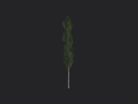 Tree 009 3D Model