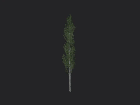Tree 009 3D Model