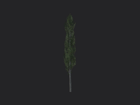 Tree 009 Model 3D