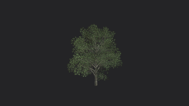 Tree 010 3D Model .c4d .max .obj .3ds .fbx .stl .blend 