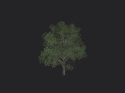 Tree 010 3D 모델