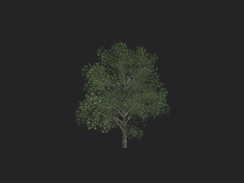 Tree 010 3D Модель