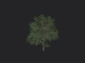 Tree 010 3D Model