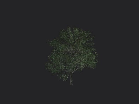 Tree 010 3D Model
