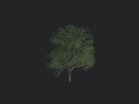 Tree 010 3D Model