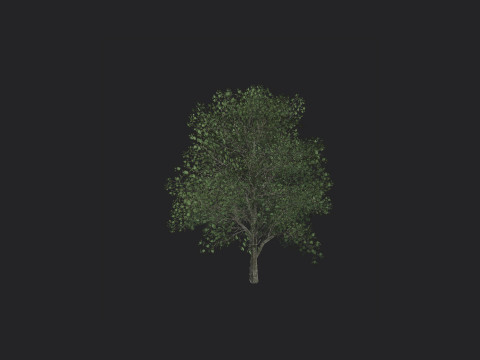 Tree 010 3D Model