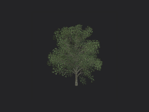 Tree 010 3D Model