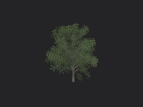 Albero 010 Modello 3D