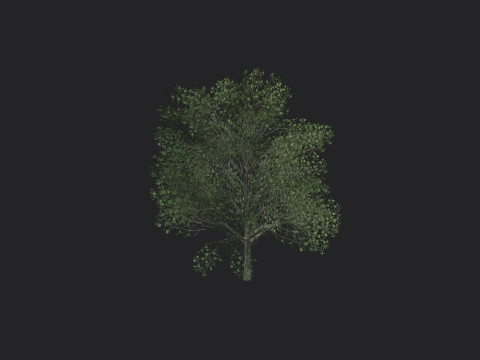 Tree 010 3D Model