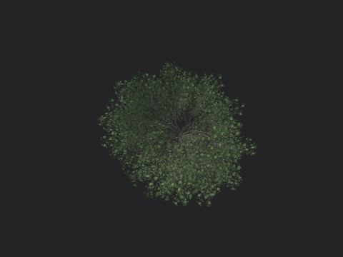 Tree 010 3D Model