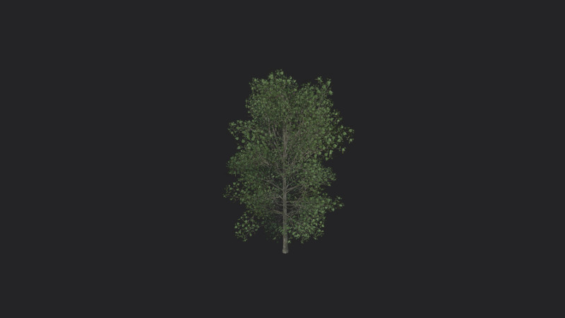 Tree 011 Model 3D .c4d .max .obj .3ds .fbx .stl .blend 