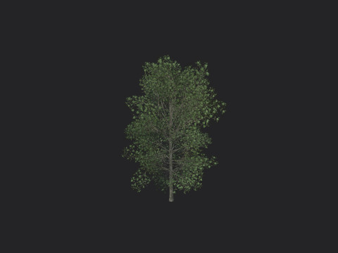 Tree 011 3D Model