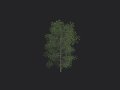 Tree 011 3D Model