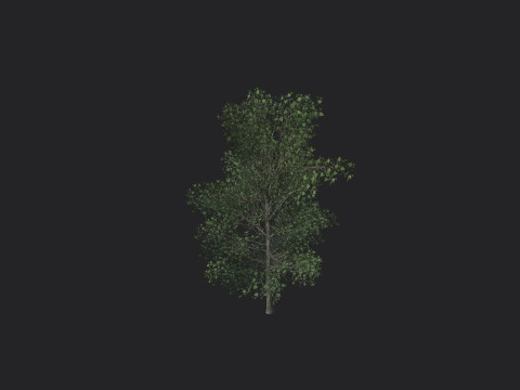 Tree 011 Model 3D