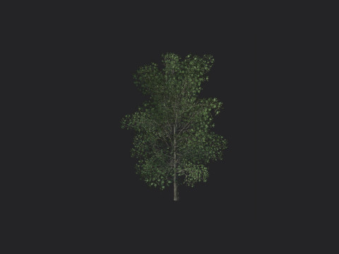 Tree 011 Model 3D