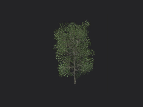 Tree 011 Model 3D