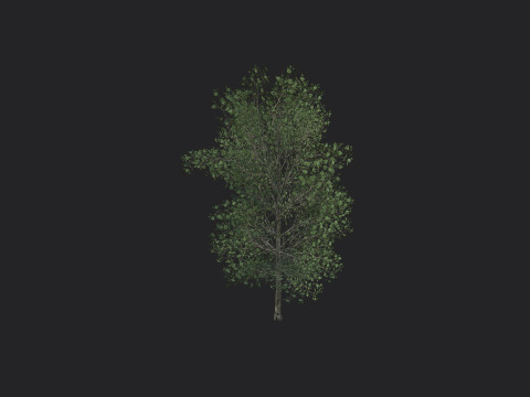 Tree 011 Model 3D