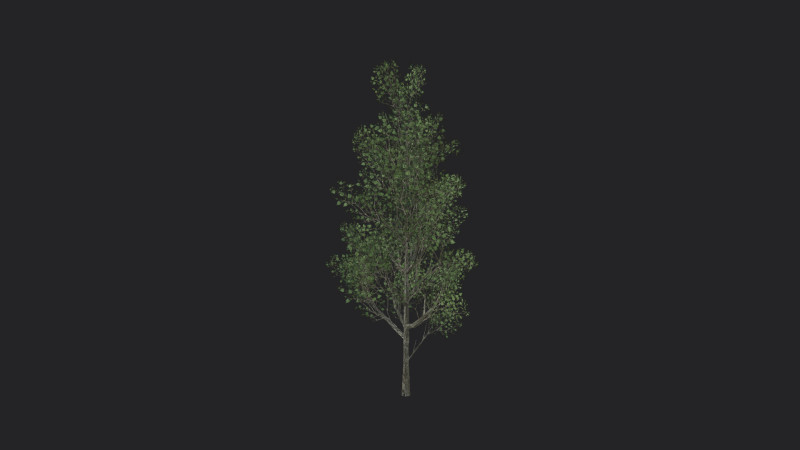 Tree 012 3D-Modell .c4d .max .obj .3ds .fbx .stl .blend 