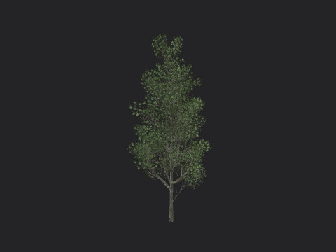 Tree 012 3D 모델