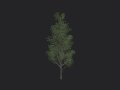 Tree 012 3D Model