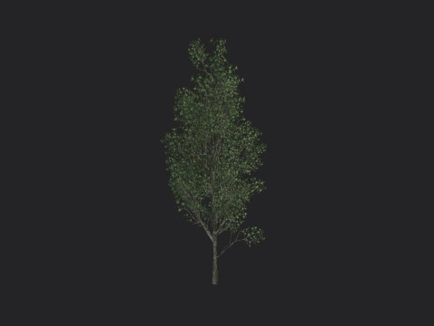 Tree 012 3D-Modell