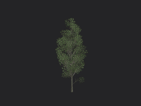 Tree 012 3D-Modell