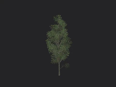 Tree 012 3D Model