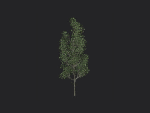 Tree 012 3D-Modell