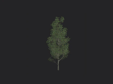 Tree 012 3D Model