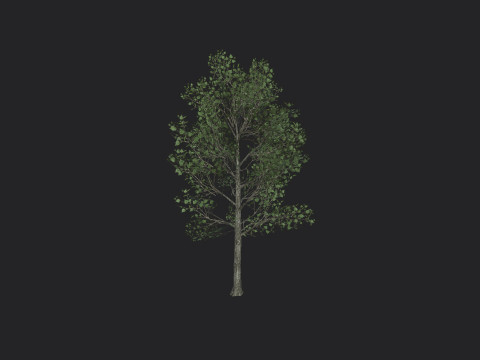Tree 013 3D 모델