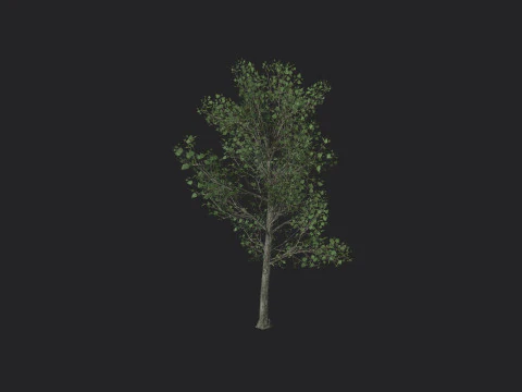 Tree 013 3D Model