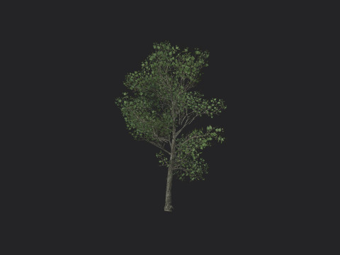 Tree 013 3D-Modell