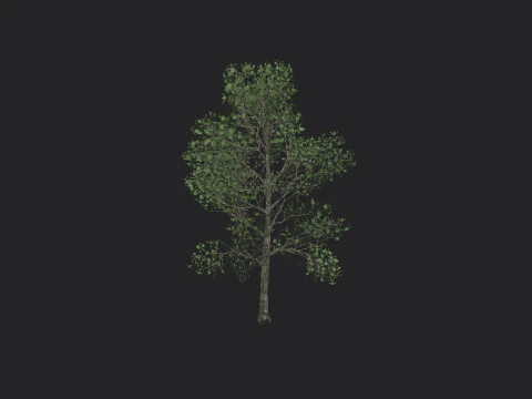 Tree 013 3D Model