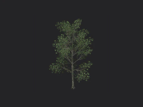 Tree 013 3D Model