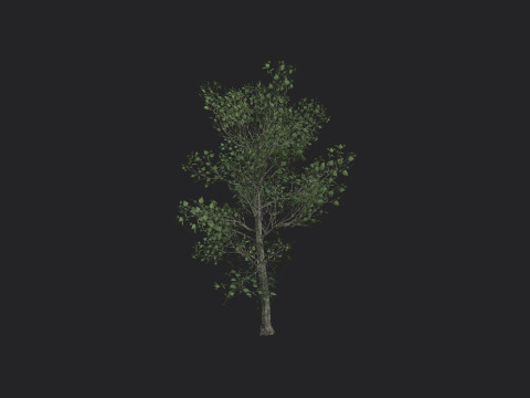 Tree 013 3D-Modell