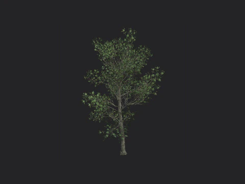 Tree 013 3D Model